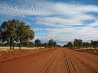 Casuarina forest nr Giles Creek Crossing